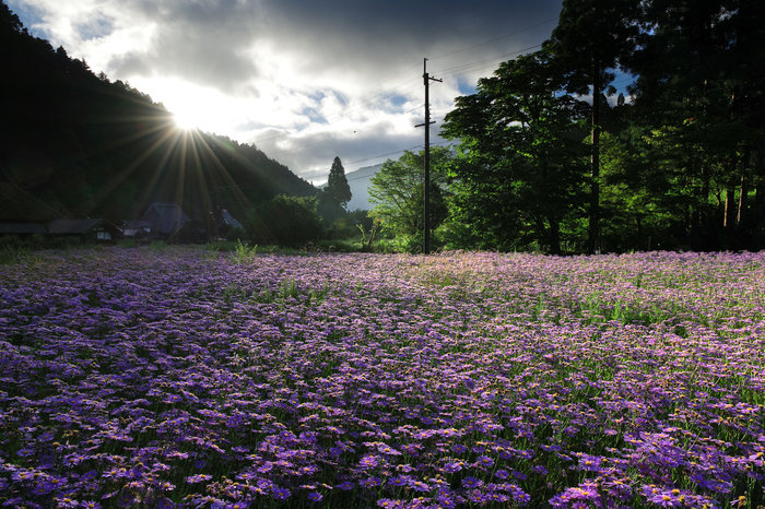 お写ん歩: HD PENTAX-DA☆16-50mmF2.8ED PLM AWアーカイブ